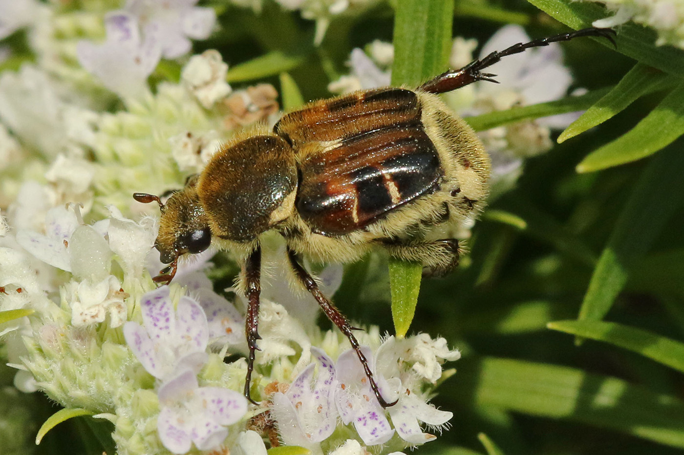 Bee-like Flower Scarab Bee-like Flower Scarab
