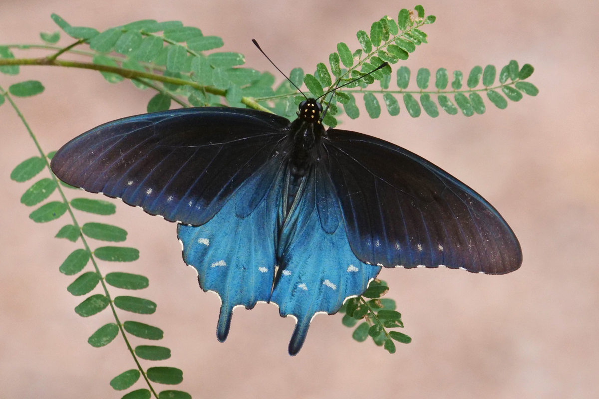 Pipevine Swallowtail Pipevine Swallowtail