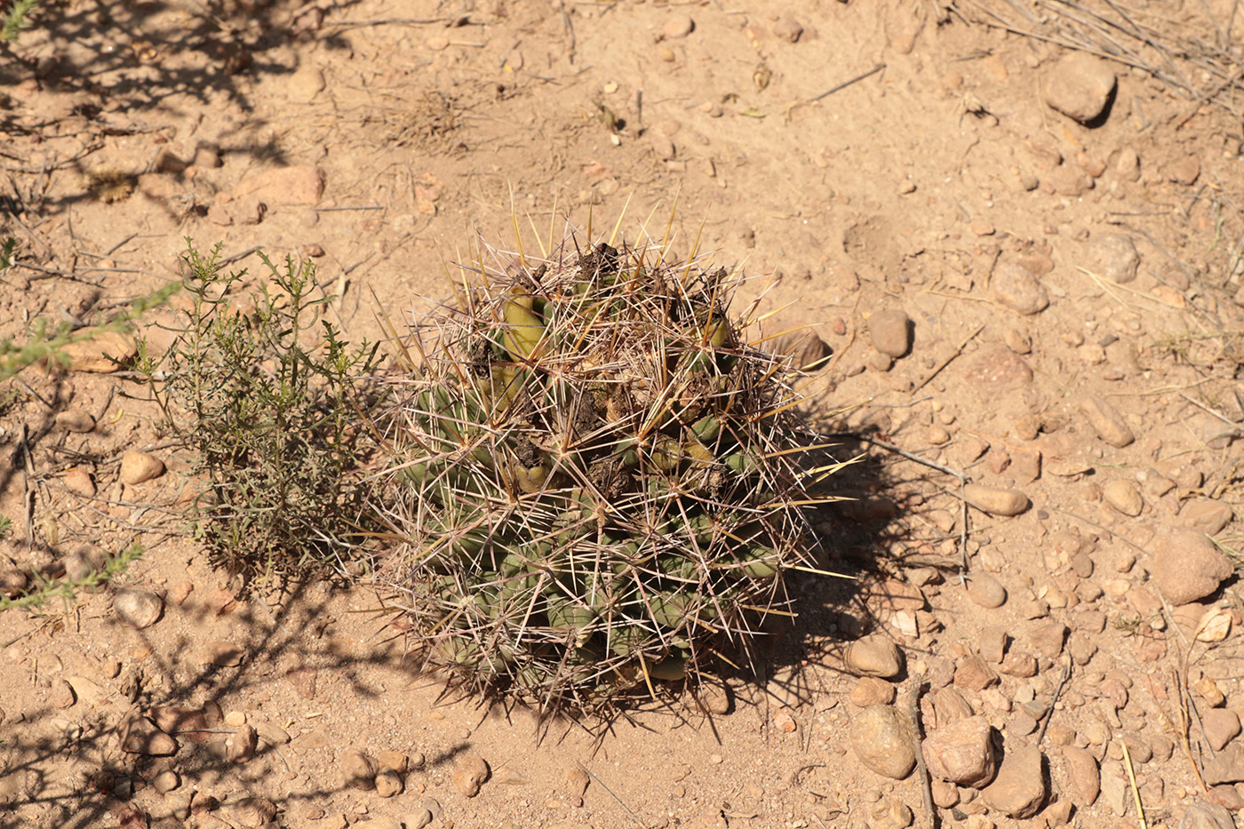 Beehive Cactus