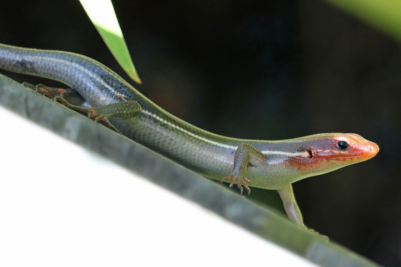 Five-lined Skink Five-lined Skink