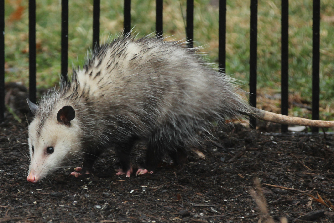 Virginia Opossum Virginia Opossum