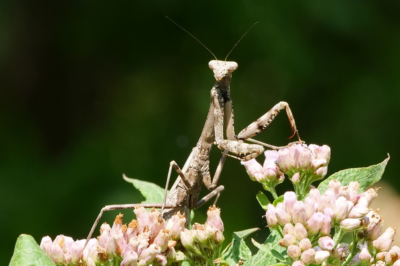 Carolina Mantis