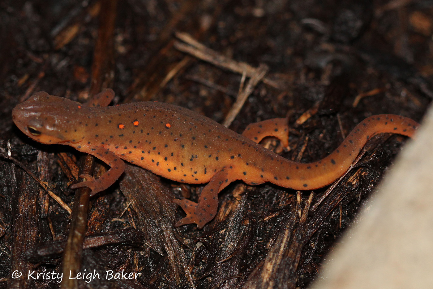 Eastern Newt