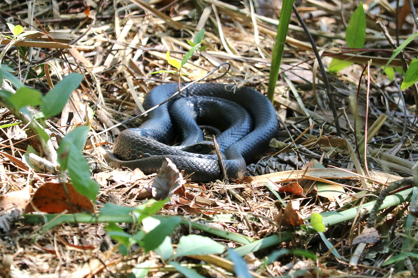 Northern Black Racer