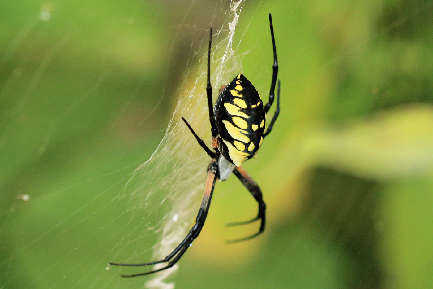 Black and Yellow Argiope Black and Yellow Argiope