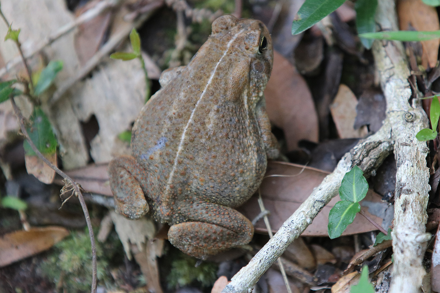 American Toad American Toad