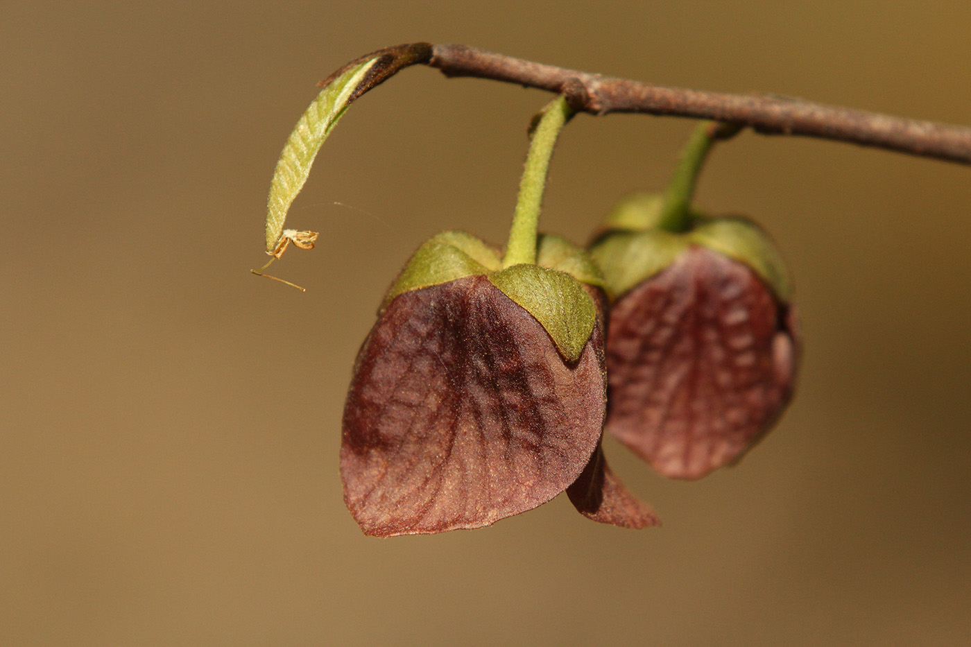 Common Pawpaw 