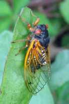 Periodical Cicada - Brood XIV Periodical Cicada - Brood XIV