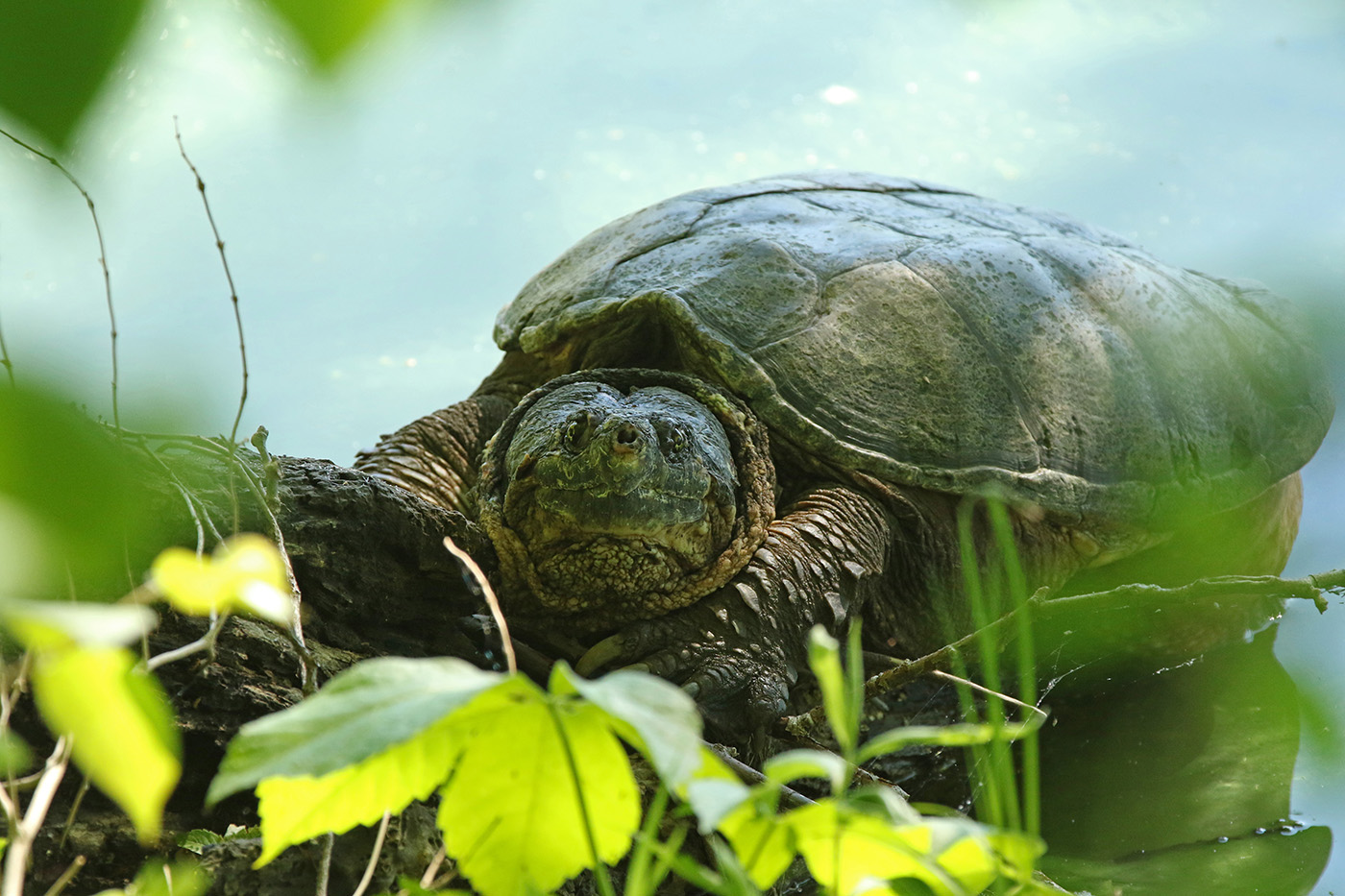 Common Snapping Turtle Common Snapping Turtle