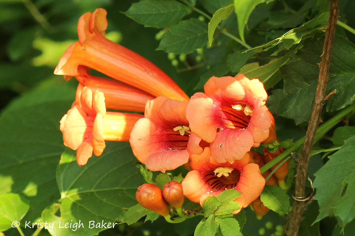American Trumpet Vine 