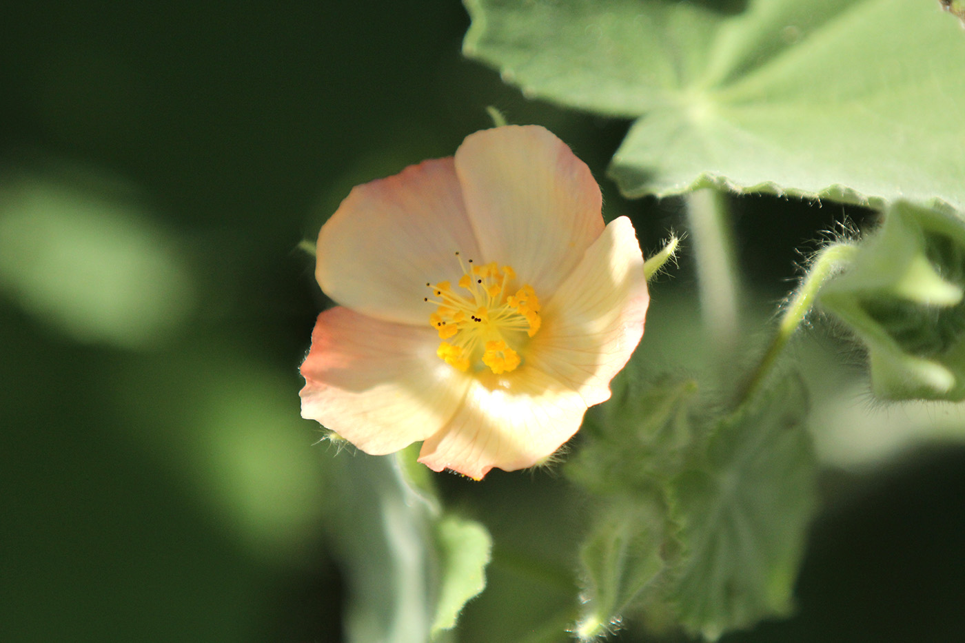 Mauve Indian Mallow